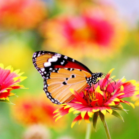 butterfly sat on a flower